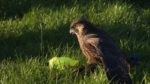 اسکرین-شات-NOVA-Worlds-Fastest-Animal