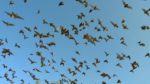 اسکرین-شات-Life-in-the-Air