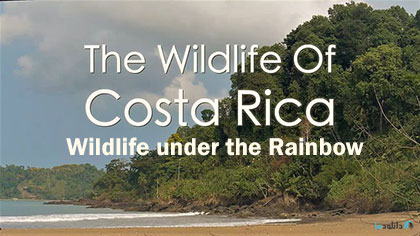 دانلود-مستند-Costa-Rica-Wildlife-under-the-Rainbow