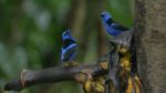 اسکرین-شات-Costa-Rica-Wildlife-under-the-Rainbow