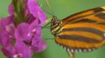 اسکرین-شات-Costa-Rica-Wildlife-under-the-Rainbow