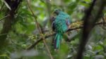 اسکرین-شات-Costa-Rica-Wildlife-under-the-Rainbow