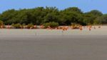 اسکرین-شات-Cuba-A-Paradise-on-the-Brink