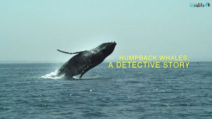 دانلود-مستند-Humpback-Whales-A-Detective-Story-2019