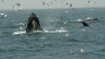 اسکرین-شات-Humpback-Whales-A-Detective-Story