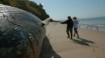 اسکرین-شات-Humpback-Whales-A-Detective-Story