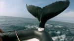 اسکرین-شات-Humpback-Whales-A-Detective-Story