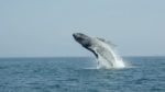 اسکرین-شات-Humpback-Whales-A-Detective-Story