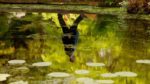اسکرین-شات-Japanese-Gardens