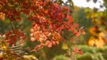 اسکرین-شات-Japanese-Gardens