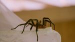 اسکرین-شات-New-Lives-in-the-Wild
