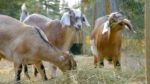 اسکرین-شات-New-Lives-in-the-Wild