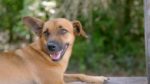 اسکرین-شات-New-Lives-in-the-Wild