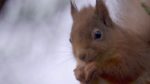 اسکرین-شات-Winterwatch-2019