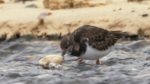 اسکرین-شات-Winterwatch-2019