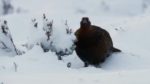 اسکرین-شات-Winterwatch-2019