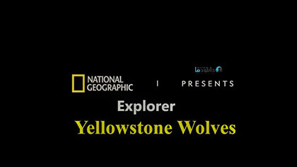 دانلود-مستند-Yellowstone-Wolves-2019