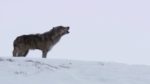 اسکرین-شات-Yellowstone-Wolves