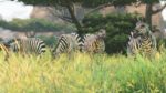 Cabelas-African-Adventures-PS4-Screenshot.06