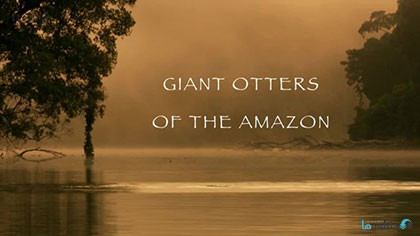 دانلود-مستند-Giant-Otters-of-the-Amazon-2013