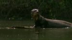 اسکرین-شات-Giant-Otters-of-the-Amazon