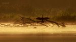 اسکرین-شات-Giant-Otters-of-the-Amazon