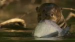 اسکرین-شات-Giant-Otters-of-the-Amazon
