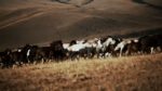 اسکرین-شات-Nature-Equus-Story-of-the-Horse