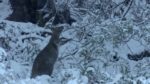 اسکرین-شات-Tasmania-Weird-and-Wonderful