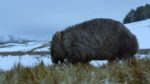 اسکرین-شات-Tasmania-Weird-and-Wonderful