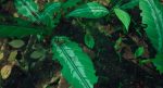 اسکرین-شات-Empires-of-the-Undergrowth