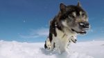 اسکرین-شات-Undiscovered-Worlds-Arctic-2019