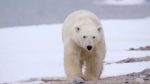 اسکرین-شات-Undiscovered-Worlds-Arctic-2019