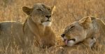 اسکرین-شات-Serengeti-2019