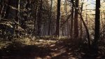 اسکرین-شات-بازی-Blair-Witch