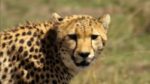 اسکرین-شات-The-Secret-Lives-of-Big-Cats