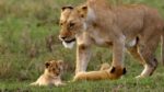 اسکرین-شات-The-Secret-Lives-of-Big-Cats