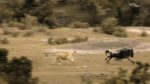 اسکرین-شات-The-Secret-Lives-of-Big-Cats