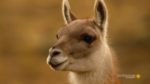 اسکرین-شات-Wild-Andes