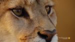 اسکرین-شات-Wild-Andes