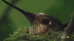 اسکرین-شات-Wild-Andes