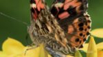 مستند-Panamas-Animal-Highway