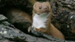 مستند-Weasels-Feisty-and-Fearless