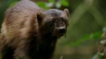 مستند-Weasels-Feisty-and-Fearless