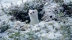 مستند-Weasels-Feisty-and-Fearless