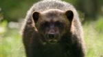 مستند-Weasels-Feisty-and-Fearless