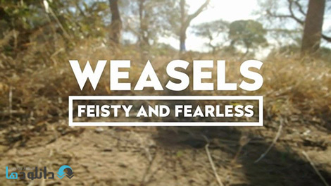 مستند-Weasels-Feisty-and-Fearless