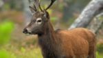Autumnwatch-2019-3