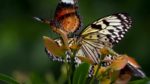 مستند-How-Do-Animals-Do-That