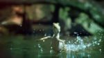 مستند-How-Do-Animals-Do-That